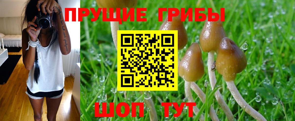 Галлюциногенные грибы Cubensis Нальчик